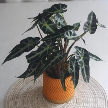 

Flower Pot Self Watering Thicken Flower Pot With Water Drain Hole For Home Decoration Brown Orange White 10.5*10.5cm