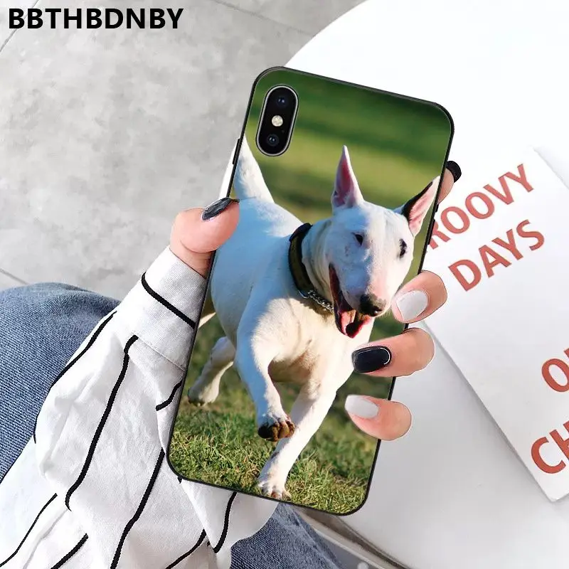 Bull Terrier Dog
