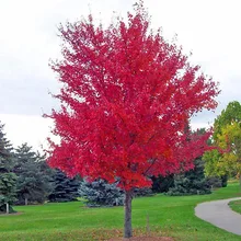 30 шт./упак. японский красный кленовое дерево с герметичная упаковка* Очень красивое* Японский клен бонсай* ПЛЮС подарок-сюрприз