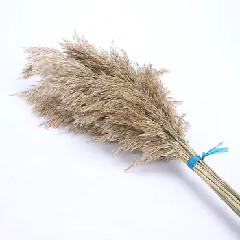

50pcs Natural Reed Pampas Grass Dried Flower Plant Wedding Decoration Bouquet Modern Home Decoration Nordic Free Shipping