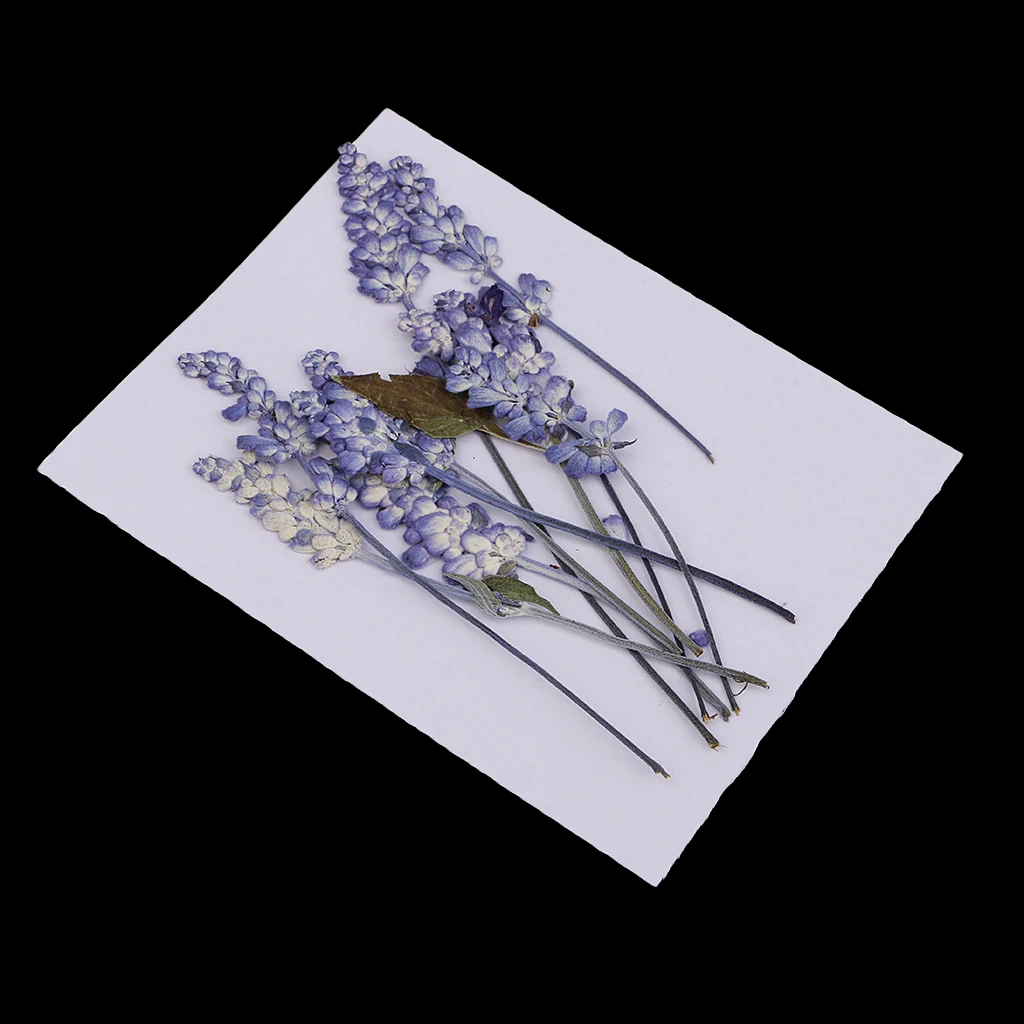 10pcs Natural Pressed Dried Flowers Sage Flowers For Scrapbooking Art Craft DIY Wedding Cards Phone Case Home Decors Purple