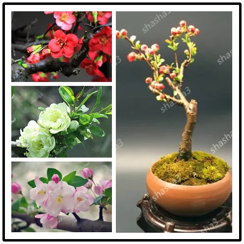 

Malus spectabili . Chinese famous flower. Indoor and outdoor plant. DIY home garden. Beautiful flower. DIY home garden. 100pec