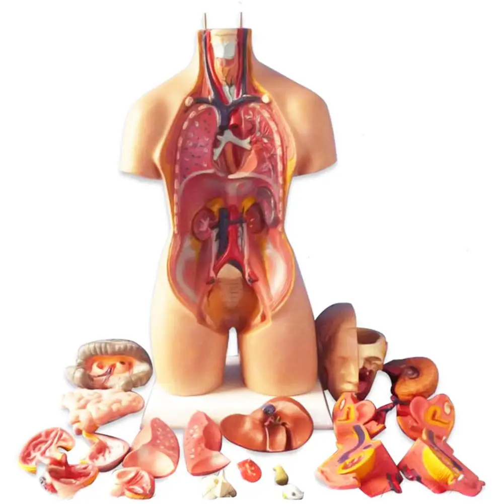 Anatomical Human Torso Body Model Anatomy Internal Organ Medical Teaching Mold Parent-child Interactive Children Educational Toy 2