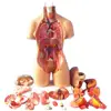 Anatomical Human Torso Body Model Anatomy Internal Organ Medical Teaching Mold Parent-child Interactive Children Educational Toy 2