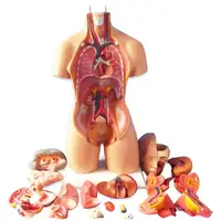 Anatomical Human Torso Body Model Anatomy Internal Organ Medical Teaching Mold Parent-child Interactive Children Educational Toy 2