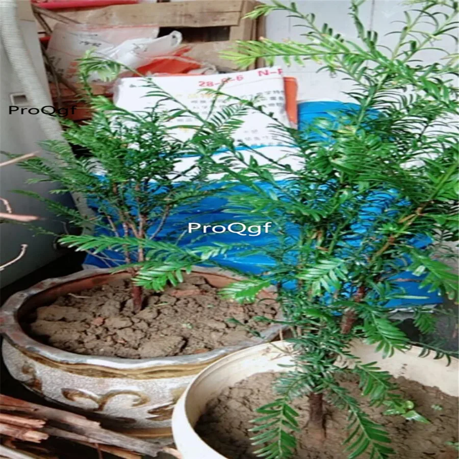 Prodgf 3 шт набор Taxus Chinensis - Цвет: plant