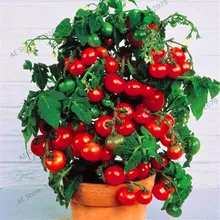 Установленные сроки! 100 шт./пакет бонсай растения томатов горшочные балконные бонсай для фруктов и овощей, растения для домашнее садовое растение,# JB4U8E