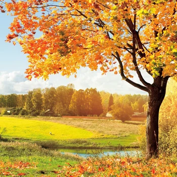 

Laeacco Autumn Backdrops Photography Natural View Tree Village Rural Yellow Grass Photographic Background Photocall Photo Studio