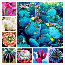 Горячая 205pcs/мешок смесь кактус бонсай, суккулентные растения Флорес для дома и сада, высокая прорастание
