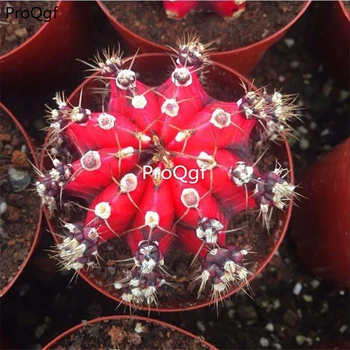 

Ngryise 3pcs A Set Gymnocalycium mihanovichii