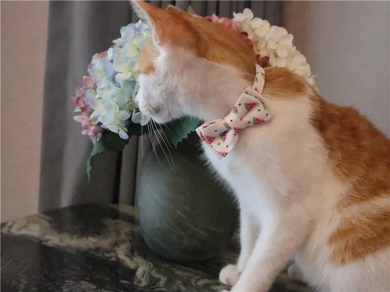 12003955781_307791824 (1)