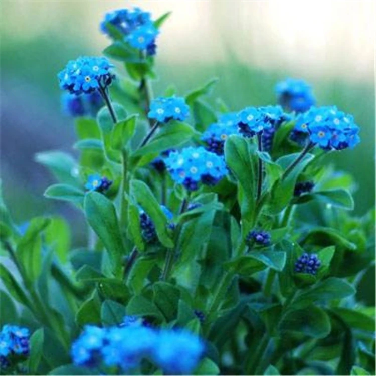 A granel semillas de Nomeolvides flor estrella azul olvidar me no de alta  calidad Myosotis silvatica Ehrh ex Hoffm! 100 semillas|Ramos de boda| -  AliExpress