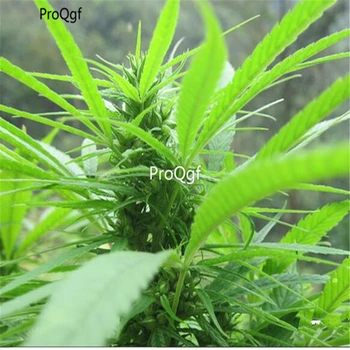 

Ngryise 1000Pcs A Set Herb Hempp