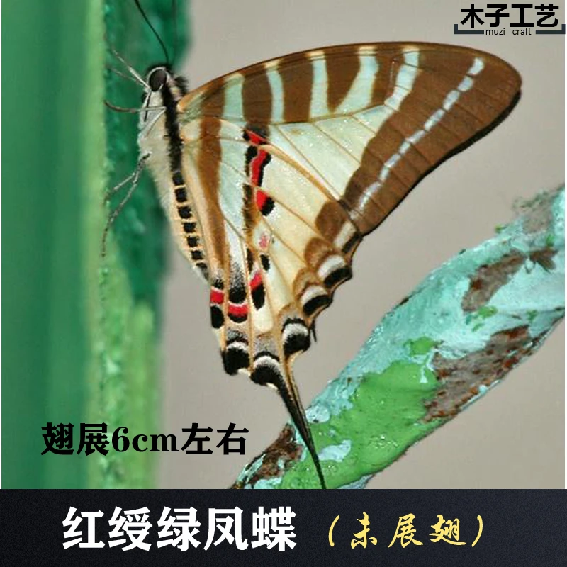 Real Butterfly Specimen Insect Specimen Teaching Specimen DIY Self-sealing Bags Optional Varieties  home accessories