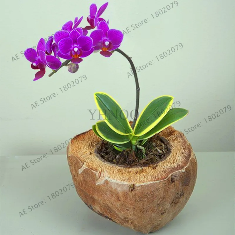 Подлинный! 100 шт./пакет Орхидея flores, цветок орхидеи фаленопсис растения для дома садовый многолетник растения на балконе бонсай Плант orch - Цвет: 4