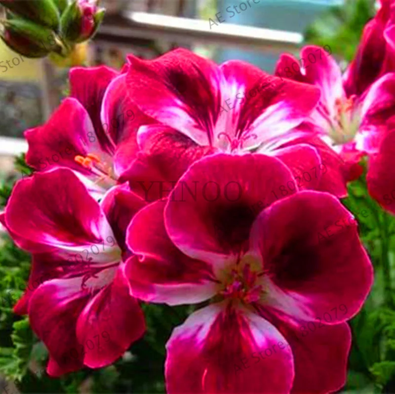 4 Свежий 10 шт./пакет Редкие герани растения Appleblossom Rosebud Pelargonium многолетние цветник выносливое растение бонсай - Цвет: 4