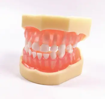 

5Pis Dental Model 3Years Children First Teeth Model Removable Full Milk Tooth Brush Student Study Pink Soft Gum