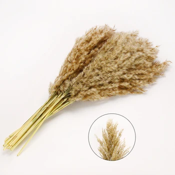 

20pcs Natural Dried Grass Pampas Phragmites Communis Wedding Flower Bunch for Home Decor Rated Dried Flowers