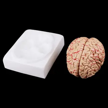 

Disassembled Anatomical Human Brain Model Anatomy Medical Teaching Tool D08B