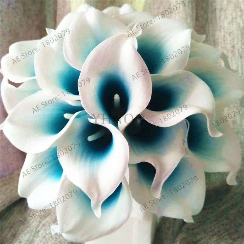 103 шт смешанные цвета Calla, calla lily plantas, редкий прекрасный бонсай цветок Флорес, горшок для домашнего сада и двора