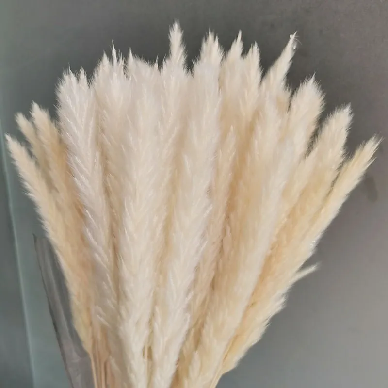 15Pcs Dried Small Pampas Grass Flowers Pantas Artificiales Para Decoracion Real Plants Home Decor Wedding Decoration