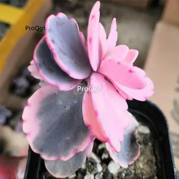 

Ngryise 3Pcs a set Kalanchoe fedtschenkoi