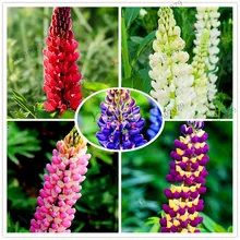 100 шт./пакет, Люпина карликовые деревья, Аутентичные-пачка цветов радуги для Люпина цветочный сад декоративные цветы Флорес, легко растить