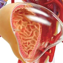 4D мастер Обучающие собранные игрушки человека 1: 1 женский орган, анатомия, медицина для модели