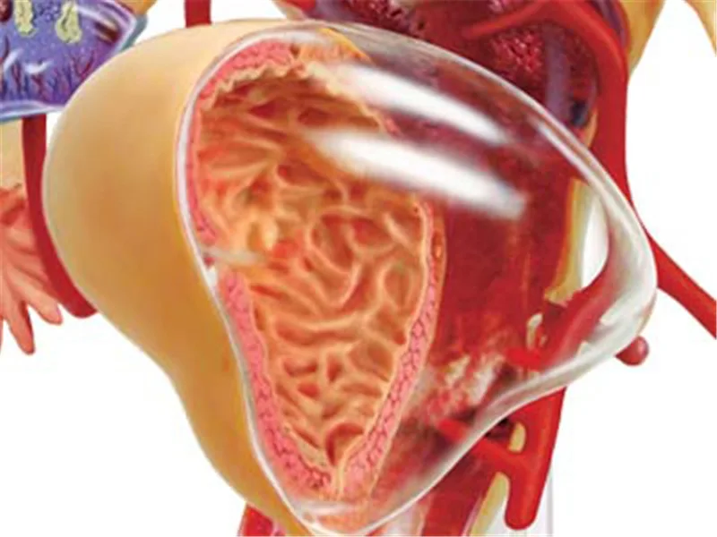 

4D MASTER Educational Assembled Toys Human 1: 1 Female Reproductive System Organ Anatomy Medicine for Model