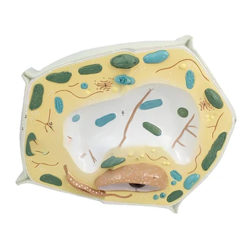 

NFSTRIKE Plant Cell Model Plant Cell Microscopic Specimen Cell Structure Biology Teaching Science Experiment Model