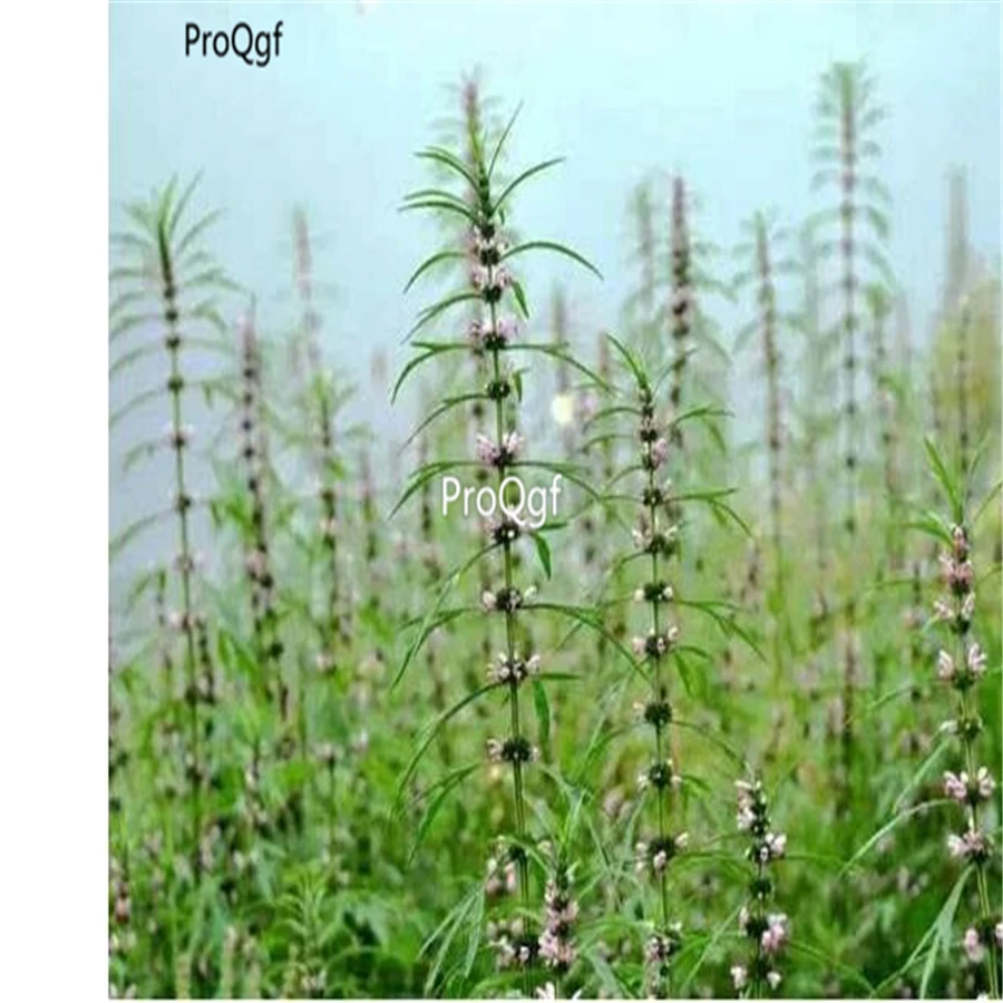Ngryise 3000 шт набор натуральный Motherwort Leonurus artemicia