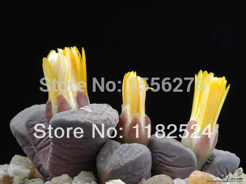 50 P-semillas-Lithops Divergens аметистина Редкие суккулентные кактусы Semillas~ фиолетовые живые камни Semillas(SP0032