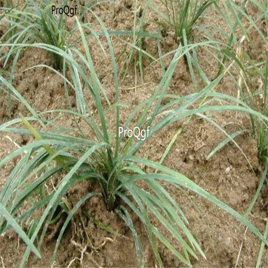 Ngryise 2000 шт набор Ophiopogon bodinieri