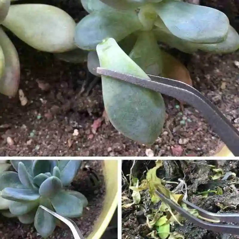 Нержавеющая сталь суккулент посадки в горшках с граблями Пинцет Calamus изменение