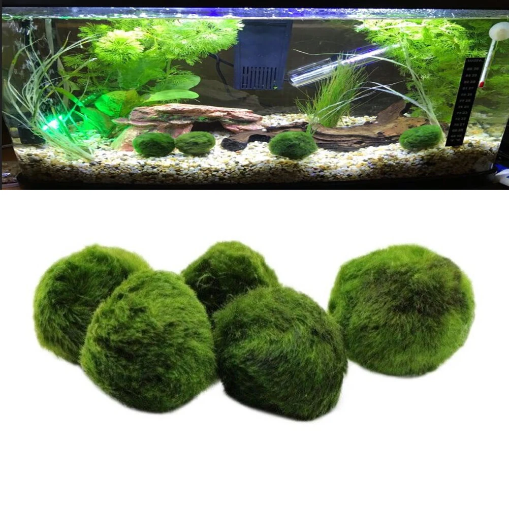 5 шт. мох Marimo аквариум террариумные растения Cladophora мяч декоративные украшения для аквариума Аквариум Украшение для аквариума