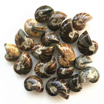 

Drop Shipping 1PC 10-150g Natural Ammonite Fossil Nautiloidea Mineral Specimen Conch Fossil Healing Natural Stones and Crystals