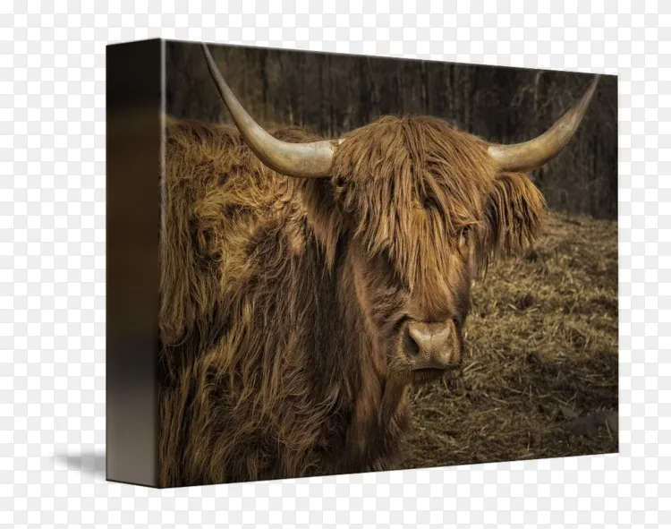 得克萨斯州长角牦牛国内牦牛英国长角牛-苏格兰高地