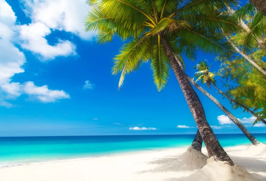 

Laeacco Summer Seaside Beach Island Coconut Tree Scene Realistic Photography Backgrounds Photographic Backdrop For Photo Studio