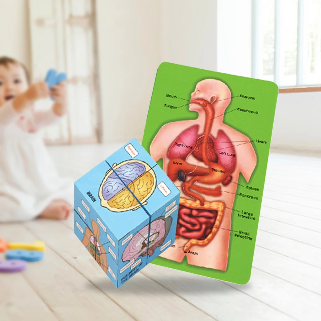 Human Anatomy Cube Book Human Body Kids 