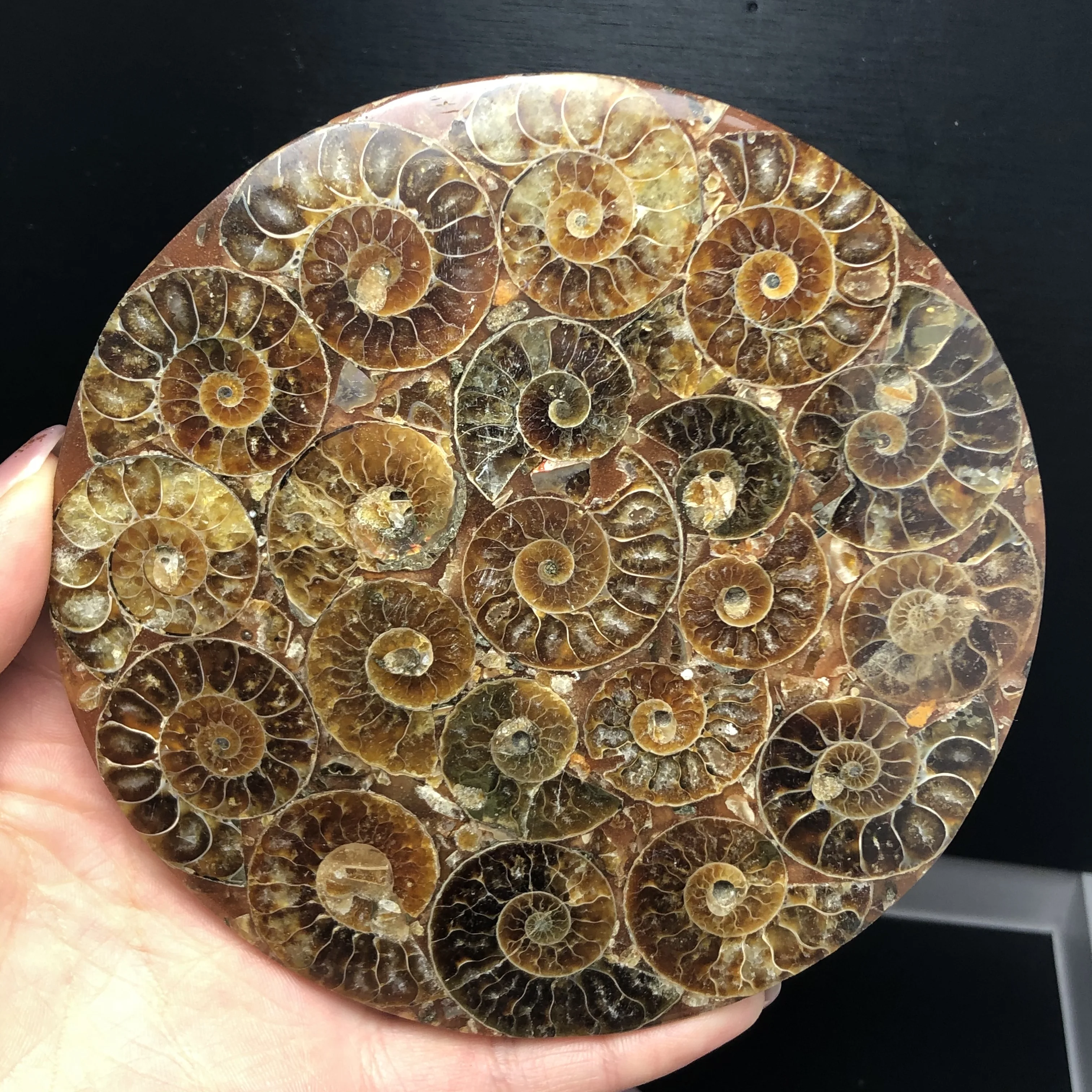 1 шт. аммонит Fossil Slice Plate Natura Shell a compassl Мадагаскар FOSSIL с лечебным действием, образцы