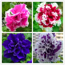 100pcs/bag mixed color flower flores Petunias plantas Frills and Spills Anna Petunia Flower plante bonsai plant for home garden