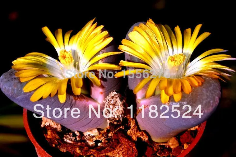 50 P-semillas-Lithops Divergens аметистина Редкие суккулентные кактусы Semillas~ фиолетовые живые камни Semillas(SP0032