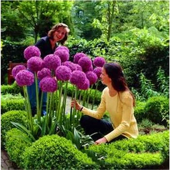 

Plant Flower Bath Salts Allium Giganteum Flowers Essence 100Pcs XZZ-250