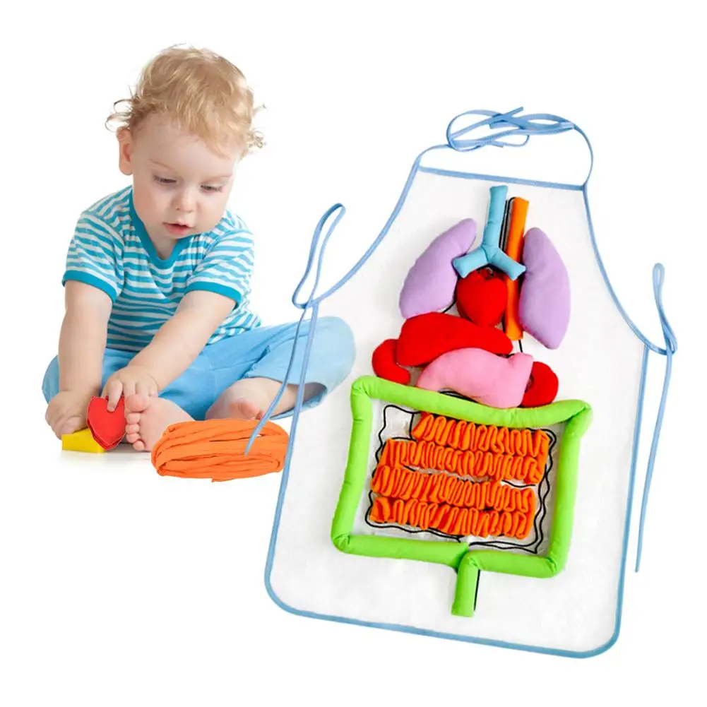 

Simulation Human Body Apron Teaching Utensils Children Puzzle Enlightenment Apron Early Education Teaching Aids