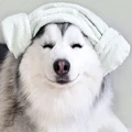 LaughDog Store