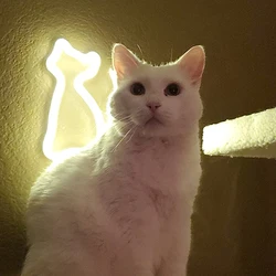 Cute Cat Neon Sign Lights for Bedroom Wall Decor USB or Battery LED Neon Night Light Wall Decoration Room Decor for Girls Kids