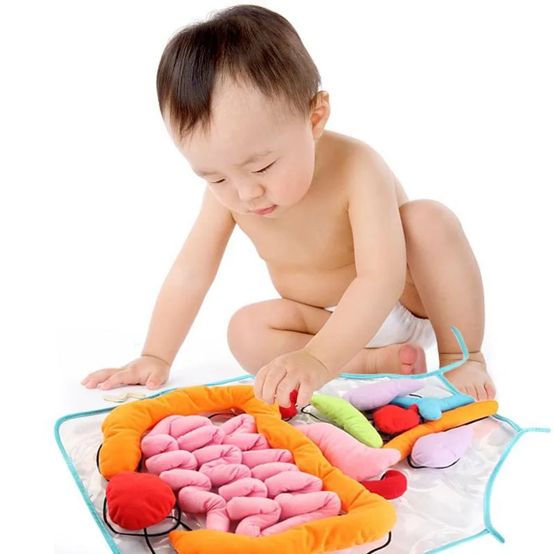 Children Anatomy Apron Human Body Organs Awareness Preschool Science Home School Teaching Aids Early Educational Toys 2