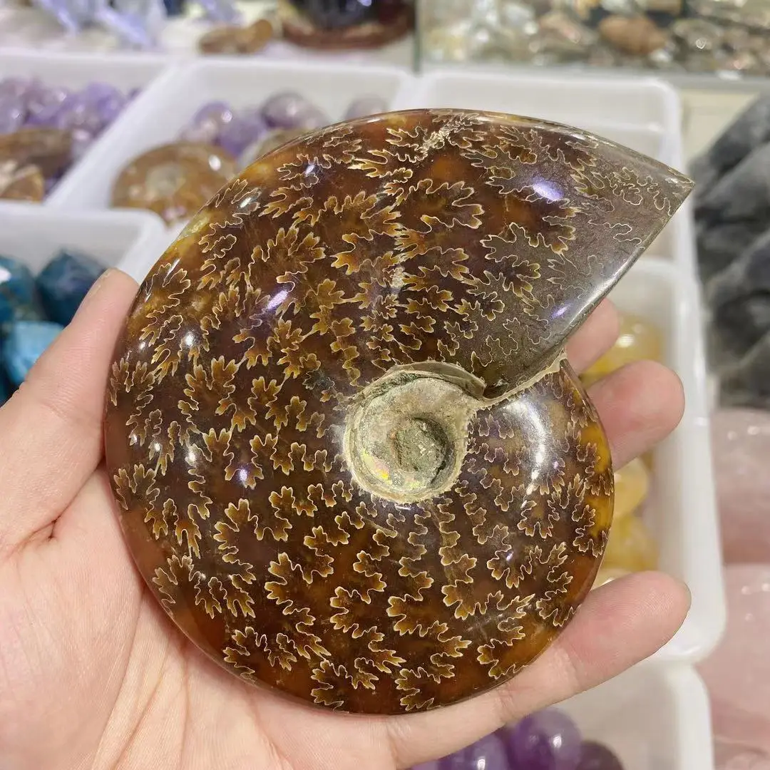 Натуральный аммонит PRETTY NAUTILUS мадагаскарский Фотофон Бесплатная доставка | Дом и