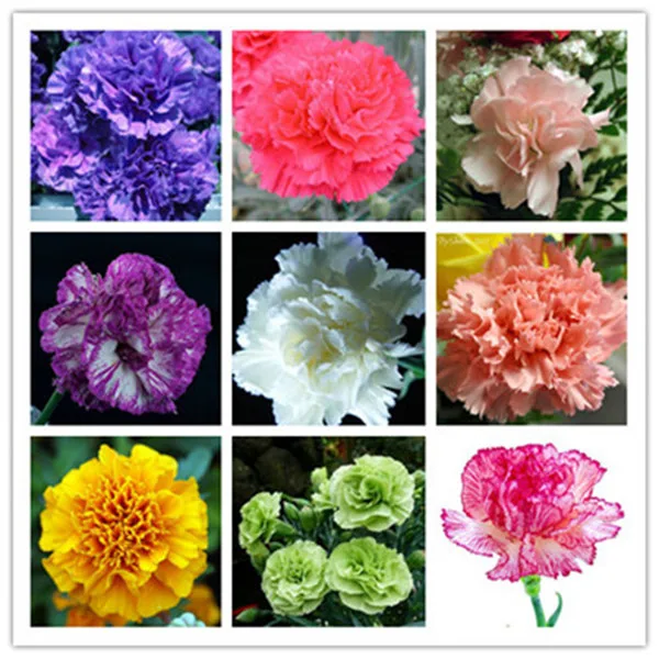 carnation (8)