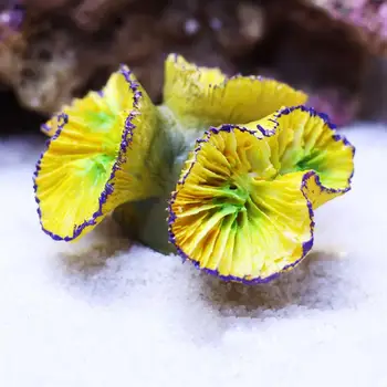 

1pcs Colorful Small Ornament Funny Fake Coral Landscaping Coral Craft Coral for Aquarium Fish Tank